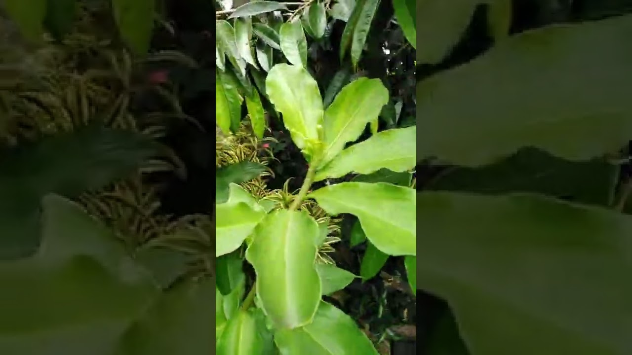 Herbal medicine for Diabetic # Insulin plant