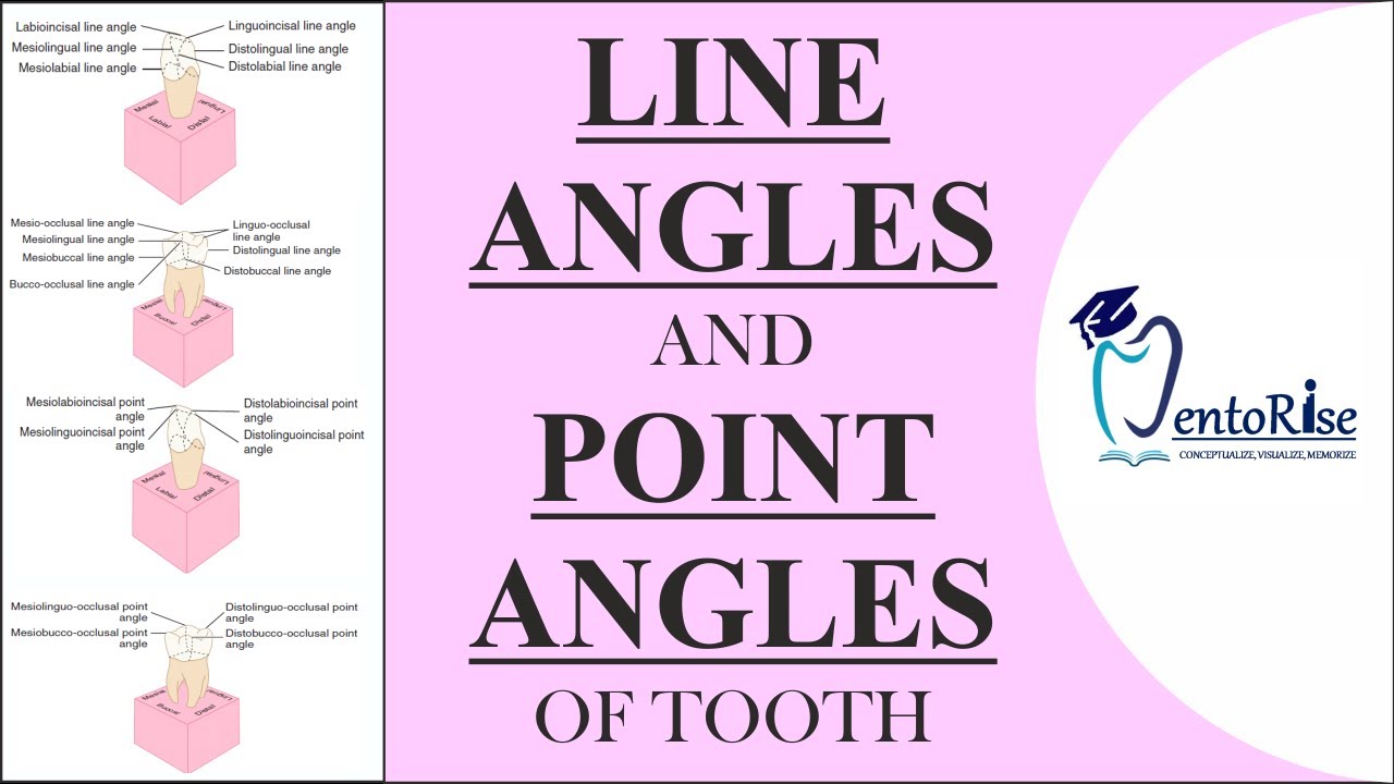 Line angles and Point angles of Teeth | Dental Anatomy