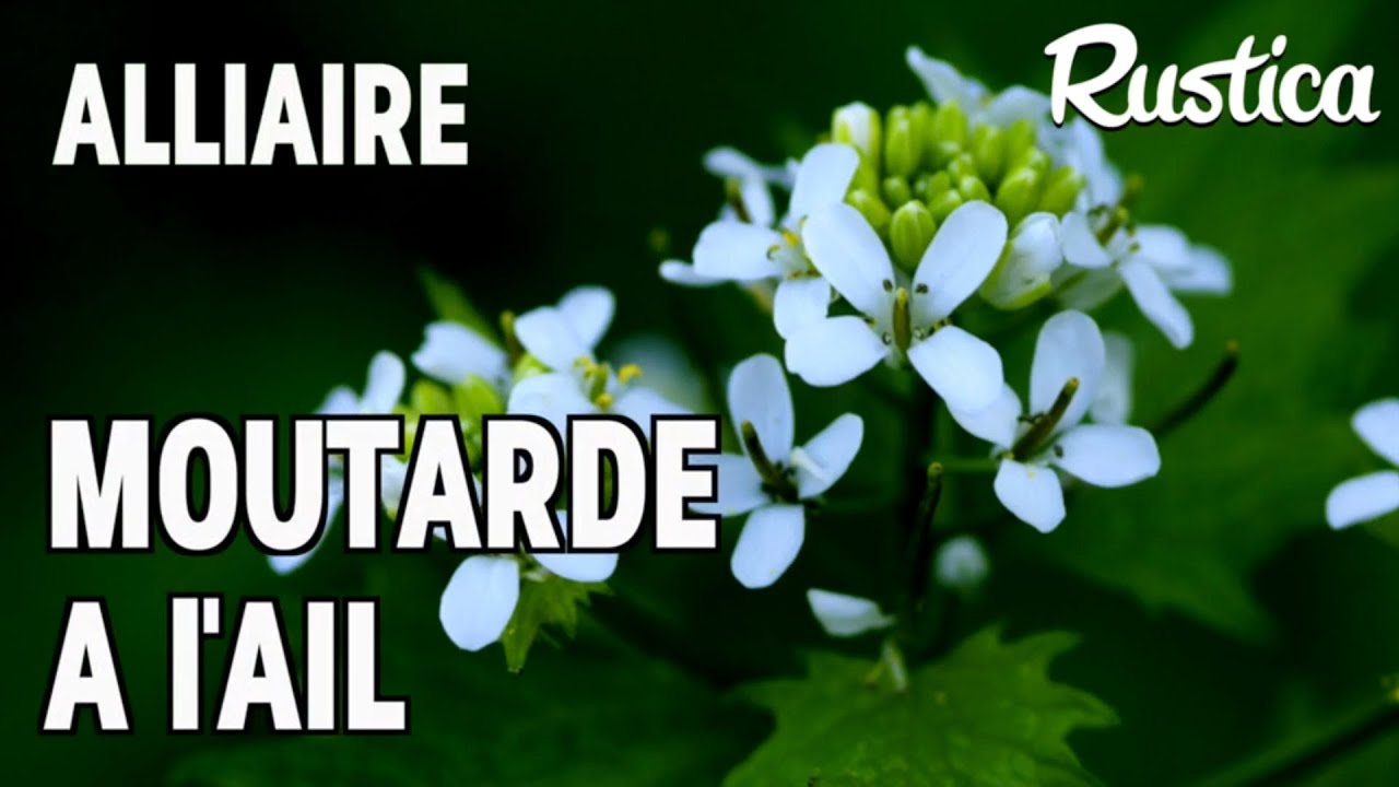 L'alliaire officinale ou moutarde à l’ail