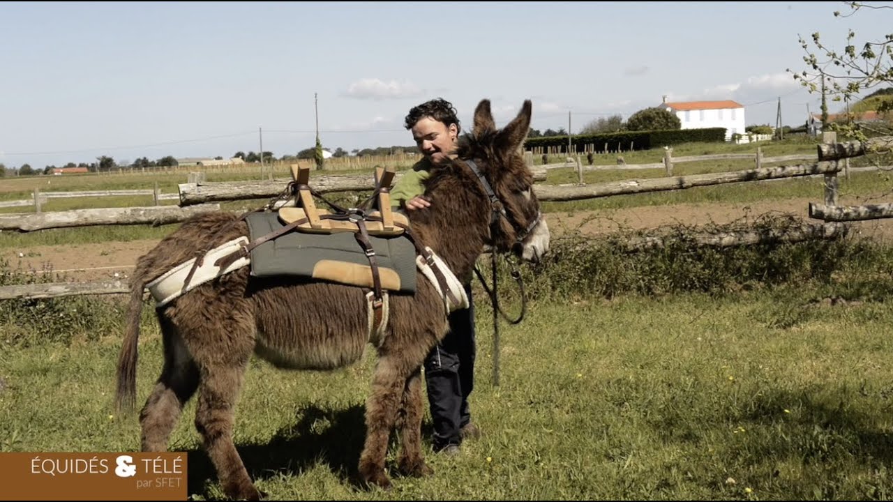 L'âne Normand