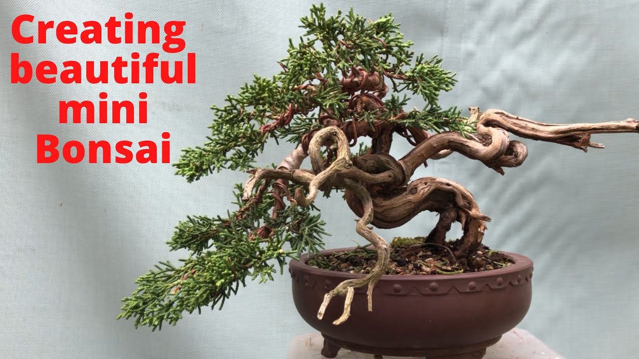 How to create beautiful miniature bonsai with deadwood shari jin on Shimpaku juniper
