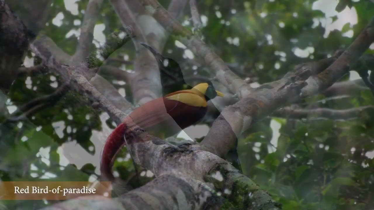 Birds of Paradise — Crown Jewel of Papua, Indonesia