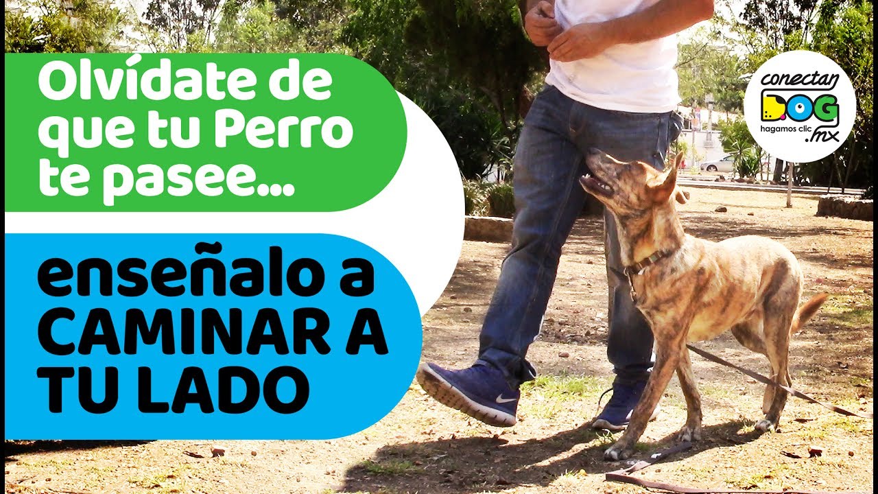 Cómo entrenar a tu Perro/Cachorro: Caminando Junto