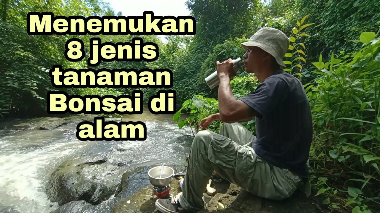 8 jenis tanaman bonsai yang banyak tumbuh di sekitar kita
