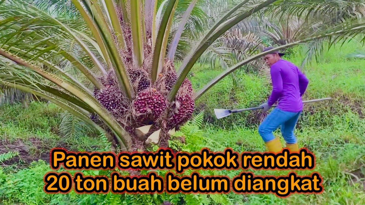 Panen sawit pokok rendah || buah 20 ton belum di angkat.