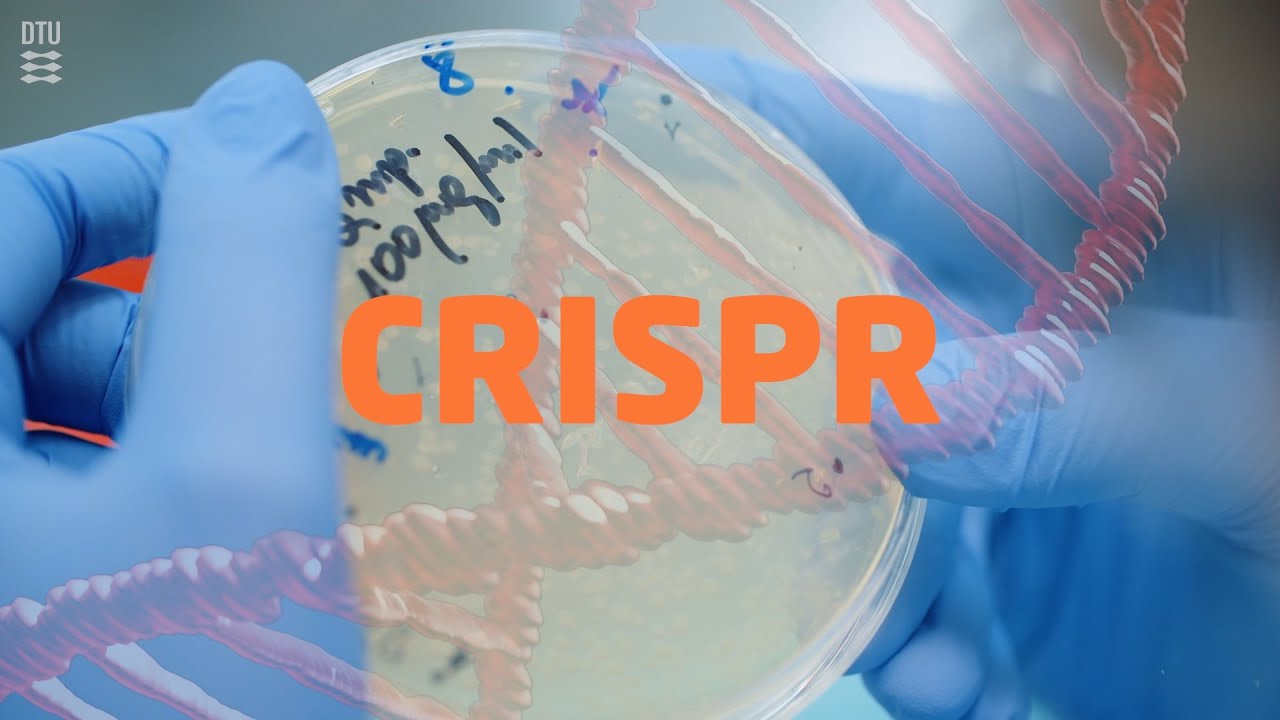 Hvad er CRISPR?