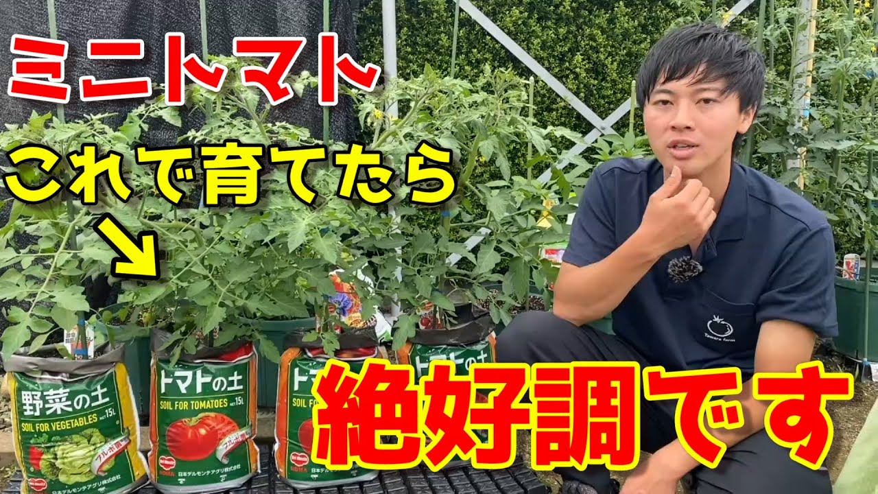 【ミニトマト】袋栽培でこんなに育つ理由はズバリ○○です　【プランター】