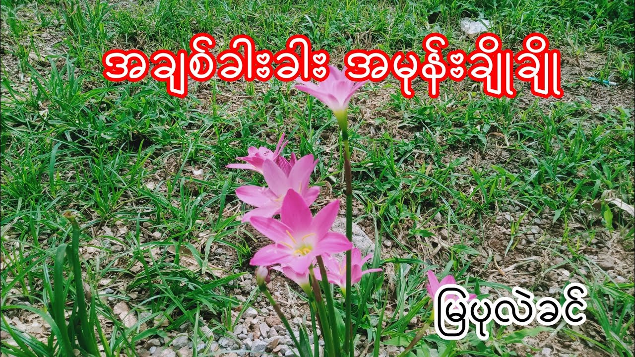 အချစ်ခါးခါး အမုန်းချိုချို မြပုလဲခင်Burmese Audio Story Part 67