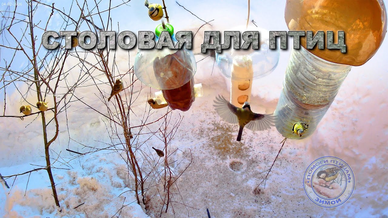 Кормушка для птиц 4 февраля 2026 года (09)