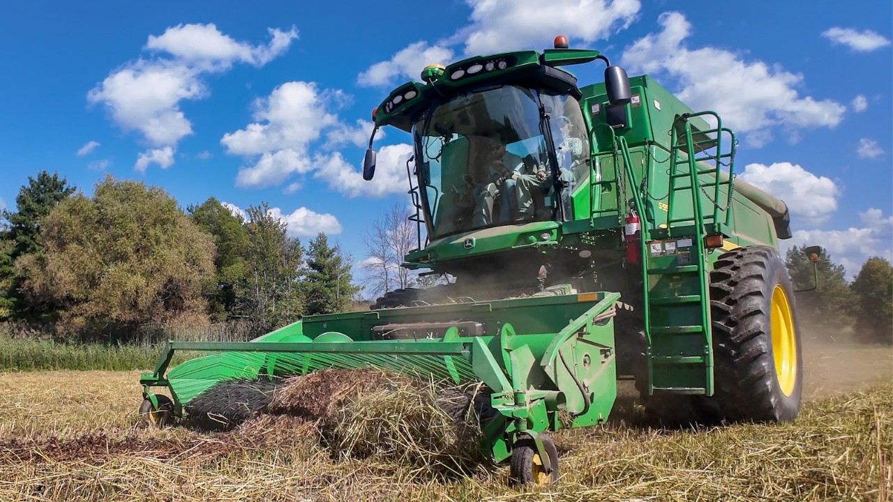 Harvesting Buckwheat with John Deere S550 Combine and 2320 Swather