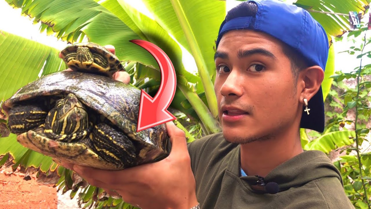 ⚠️LA TORTUGA DE OREJAS ROJAS MÁS GRANDE QUE EXISTE!!