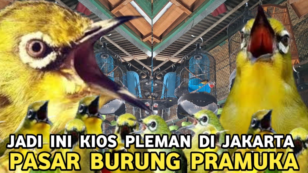 HARGA DARI 50 RIBUAN || KIOS BURUNG PLEMAN NYA JAKARTA PASAR BURUNG PRAMUKA 