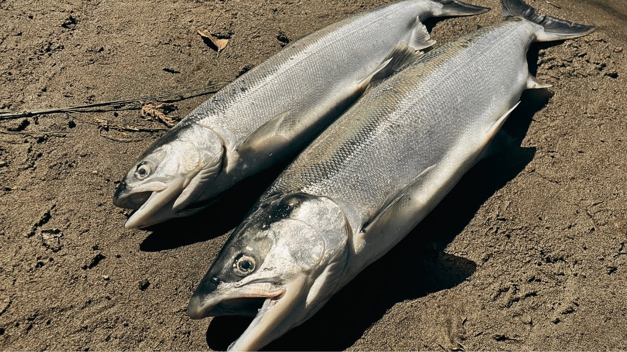 River Fishing for Sockeye Salmon in Washington State! (Catch n’ Cook)
