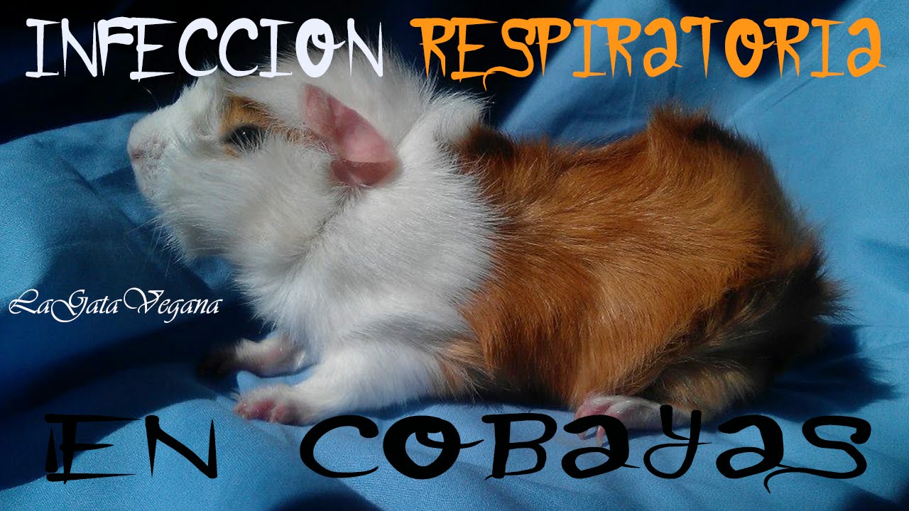 INFECCIONES RESPIRATORIAS EN COBAYAS / SIMTOMAS,TRATAMIENTO Y CONSEJOS PARA CASOS DE EMERGENCIA