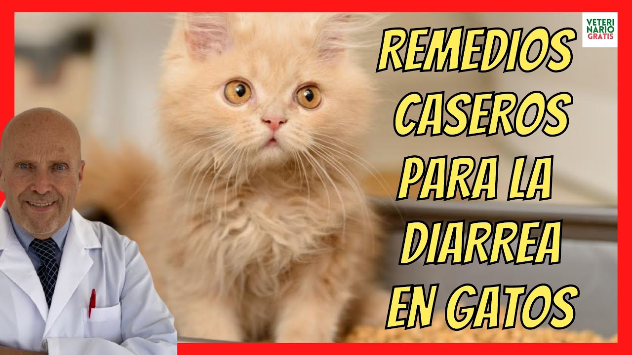 💚 REMEDIOS CASEROS PARA CORTAR LA DIARREA EN GATOS 💚