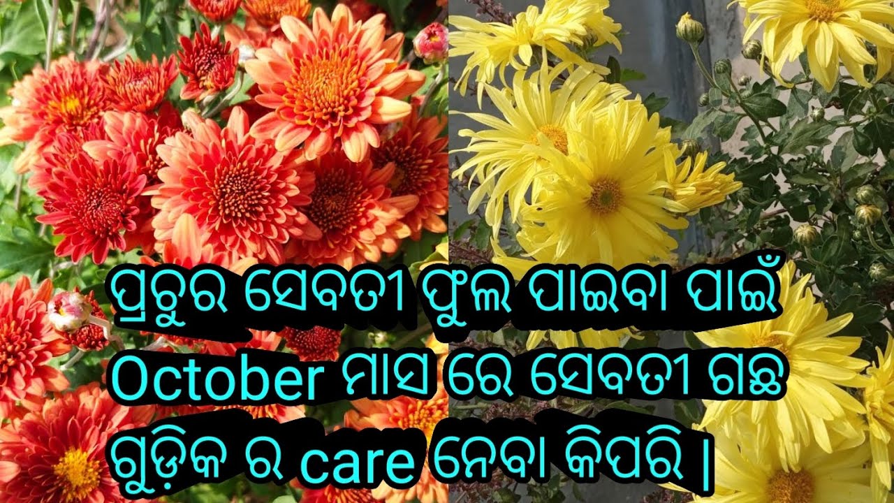 ପ୍ରଚୁର ସେବତୀ 🌼 ଫୁଲ ପାଇବା ପାଇଁ October ମାସ ରେ ସେବତୀ ଗଛ 🌿ଗୁଡ଼ିକ ର care ନେବା କିପରି |