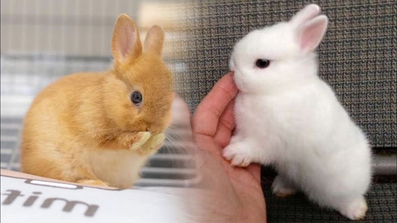 Funny and Cute Baby Bunny Rabbit Videos Compilation