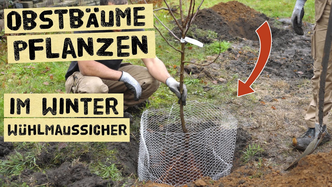 Obstbäume pflanzen - wurzelnackt und getopft. Sortenwahl, Unterlage, wühlmaussicher.