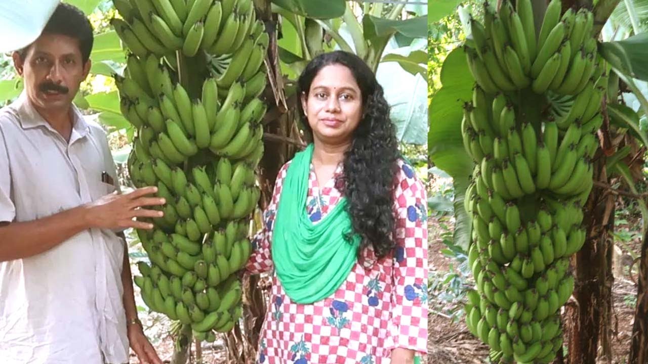 വെറും 10 രൂപ മുതൽ മുടക്കിൽ നട്ട വാഴ കുലച്ചപ്പോൾ Vazha Kirshi Banana Farming Malayalam