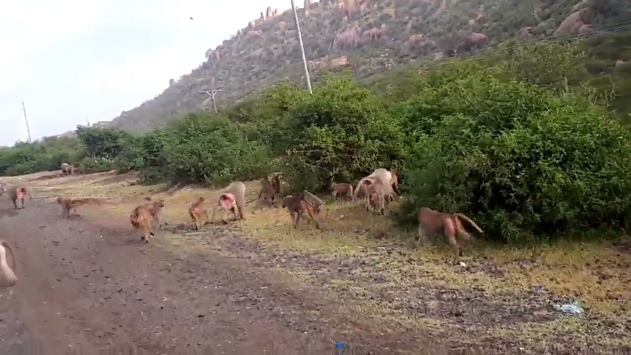The East African Baboons