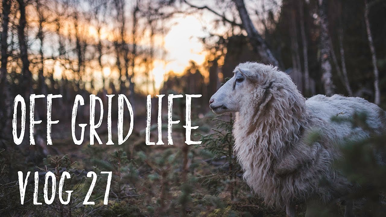 Off Grid Life | The pigs are LOOOSE