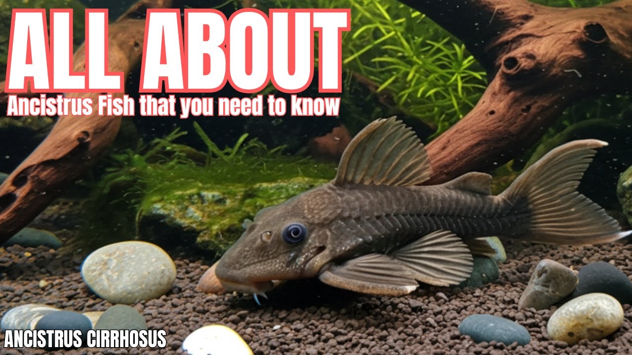All about the Ancistrus fish: The best cleaner for your aquarium!