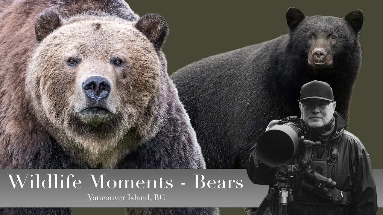 4K Moments with Bears on Vancouver Island
