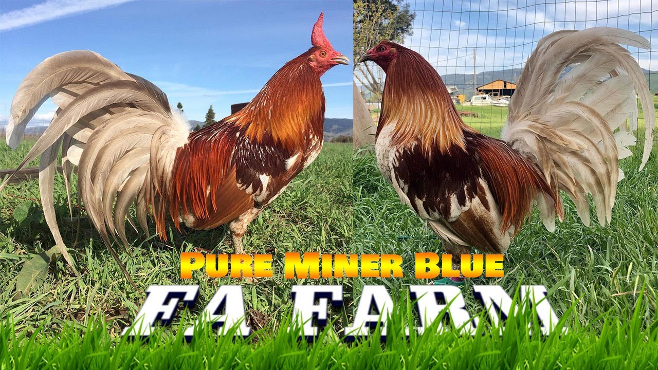 Nice Miner Blue FA FARM California - Farm Visit