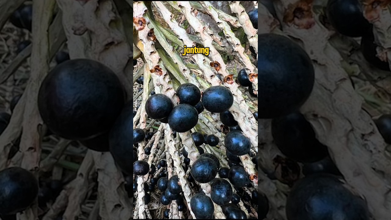 Acai berry #shorts792 #jofasttv891