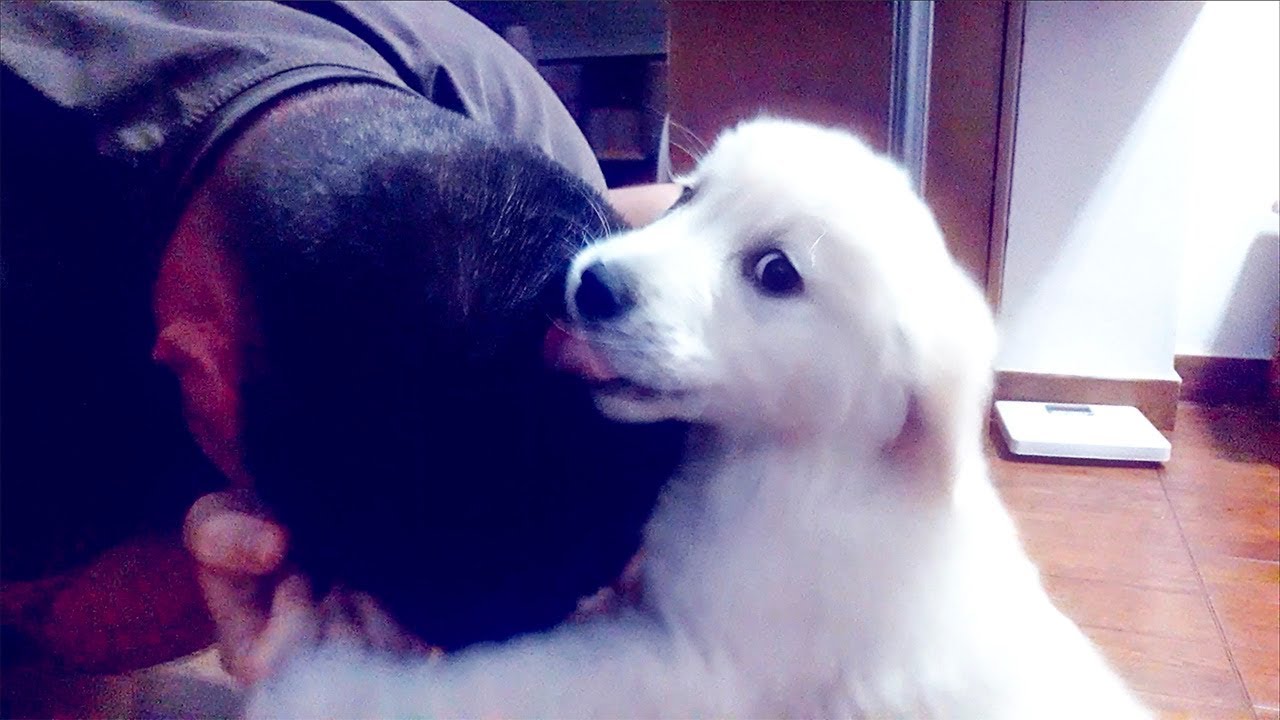 Bailey Attack His Owner - 8 Week Old Golden Retriever Puppy
