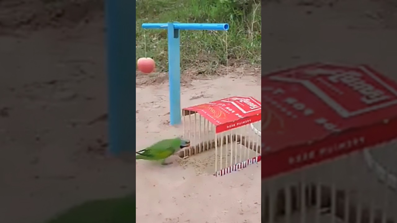 Easy Underground | Parrot Trap Using PVCPipe Cardboard And Apple Fruit | Bird Trap | Working 100%