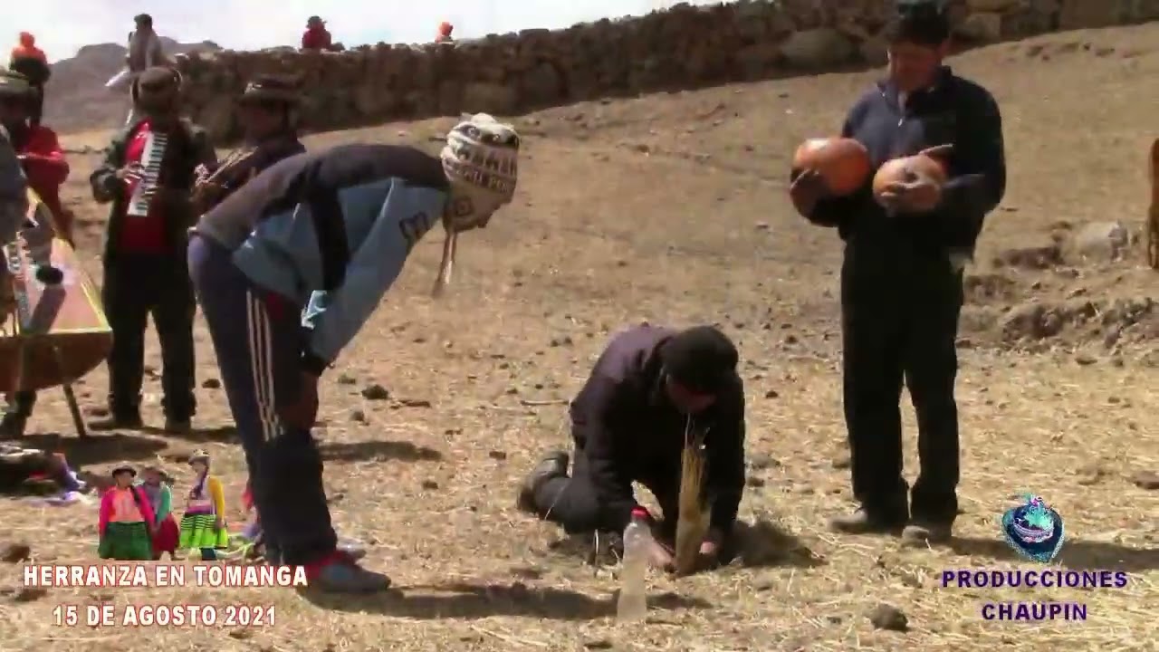 HERRANZA DE GANADO VACUNO EN TOMANGA SARHUA - 2021