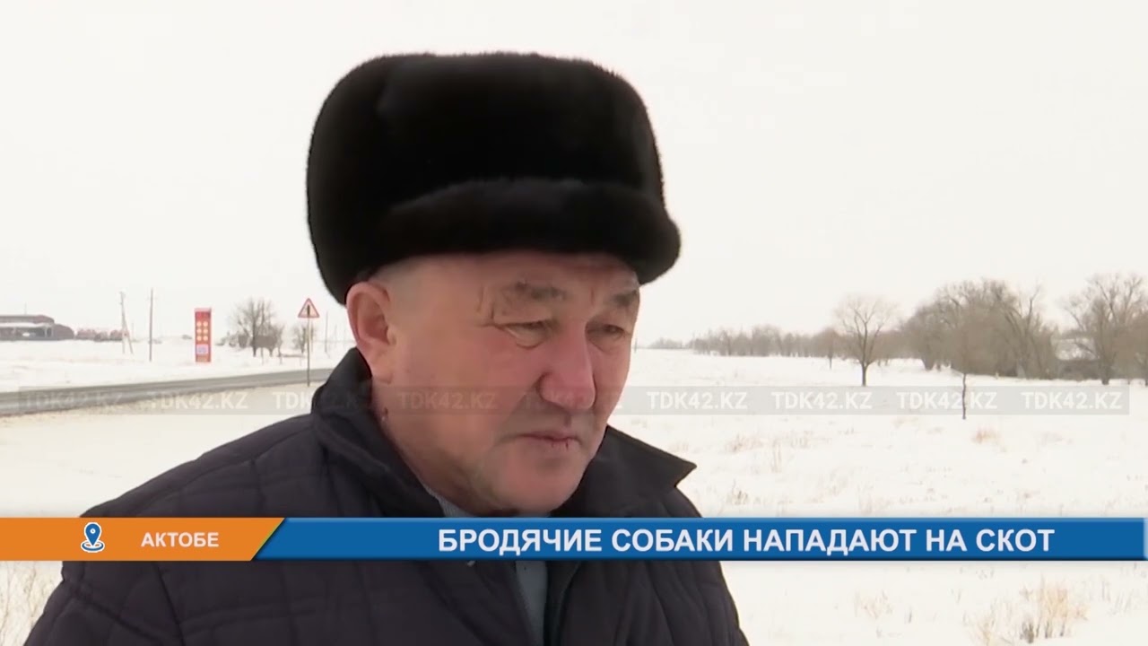 БРОДЯЧИЕ СОБАКИ НАПАДАЮТ НА СКОТ