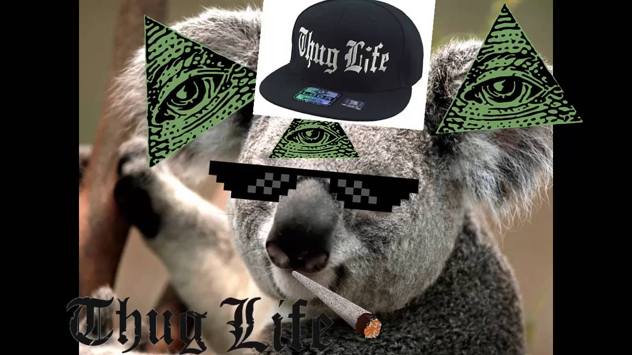 cazzeggio time koala thug life
