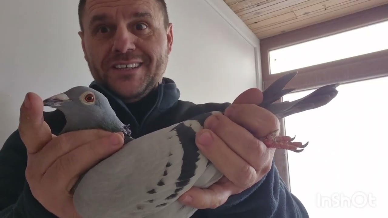 Favorita pt IRON PIGEONS 2026 cu 2× 1020km și 1× 950km . Dai un nume femelei 
