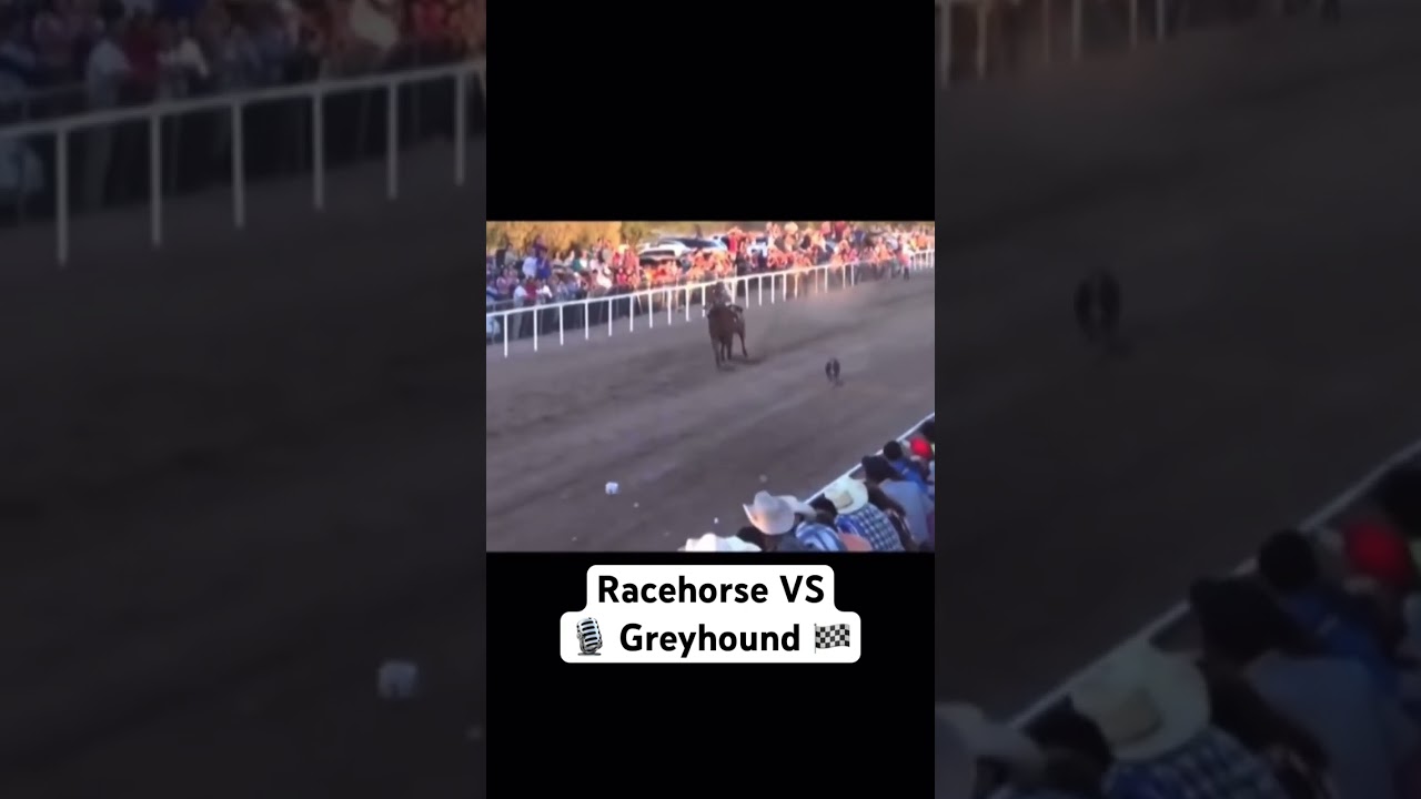 Who wins? Race horse VS Greyhound dog. #Shorts #FYP #GoViral