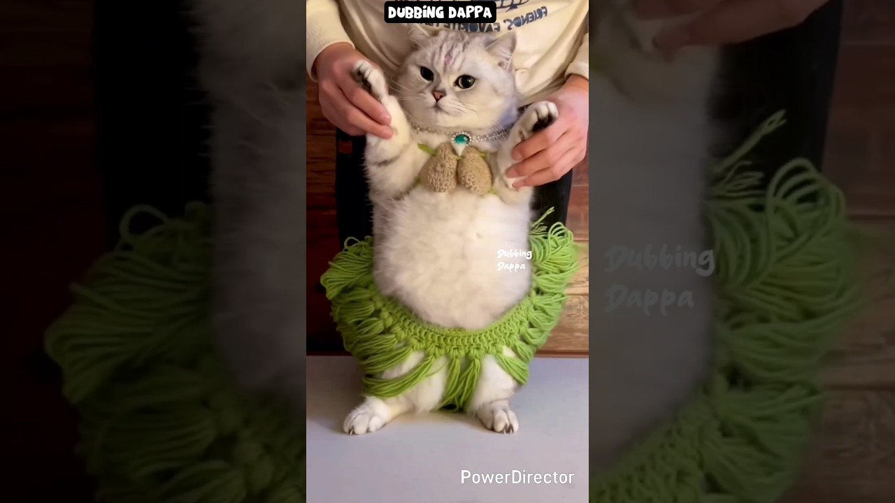 Poona Ponnambalam 🤣 #funny #cat #shorts #dog #shortsfeed #animals #dubbingdappa #catlover #doglover