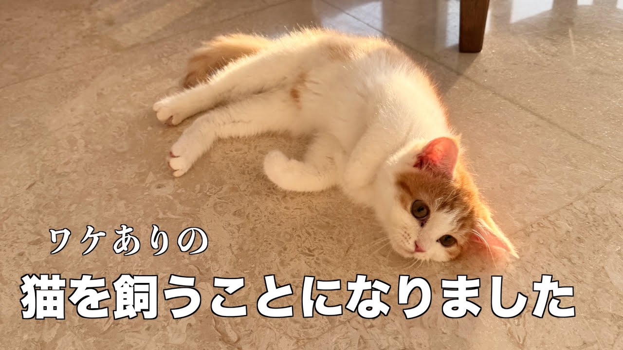 【新しい家族！】子猫を引き取ることになりました🎉生後3ヶ月 訳あり猫をお迎えした猫初心者家族 #子猫 #3ヶ月 #多頭飼育崩壊 #国際ファミリー #kitten #猫のいる暮らし #