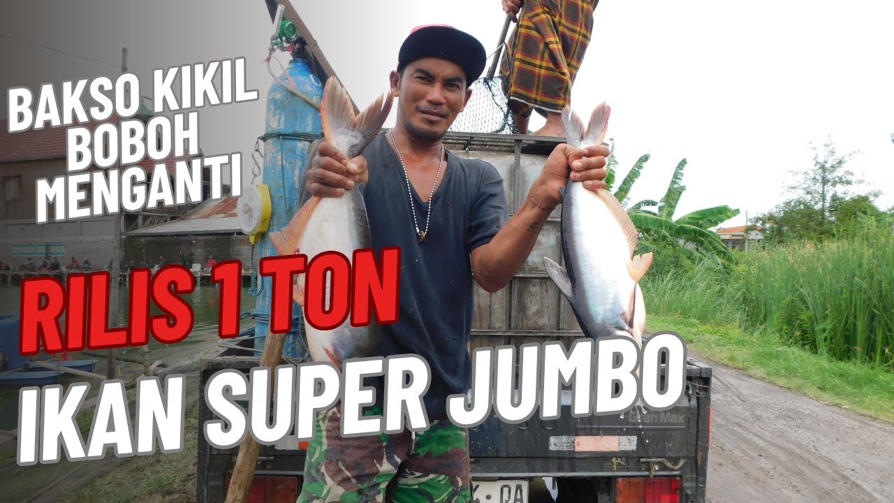 KP BAKSO KIKIL RILIS 1 TON DIPENGHUJUNG TAHUN 2024 #matakail #mancingmaniagresik #mancing
