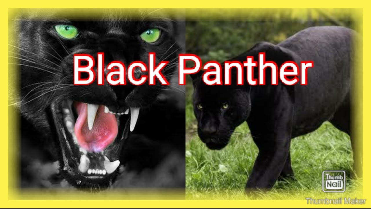 Discovery Channel (Black Panther )