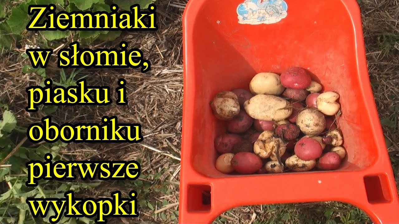 Ziemniaki w słomie, piasku i oborniku 3 - młode ziemniaczki