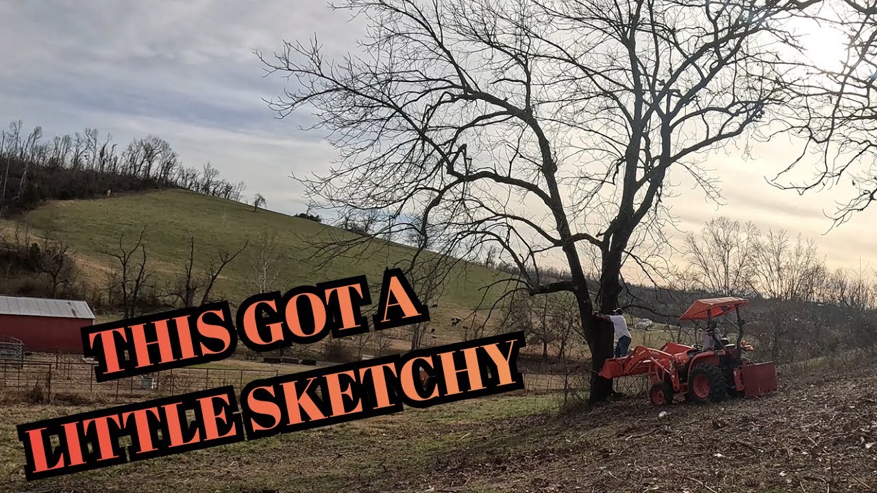 Рубка деревьев на дрова | Подготовка к колке