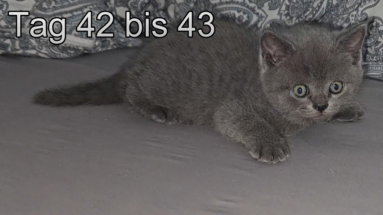 Britisch Kurzhaar Baby Katzen Tag 42 bis 43
