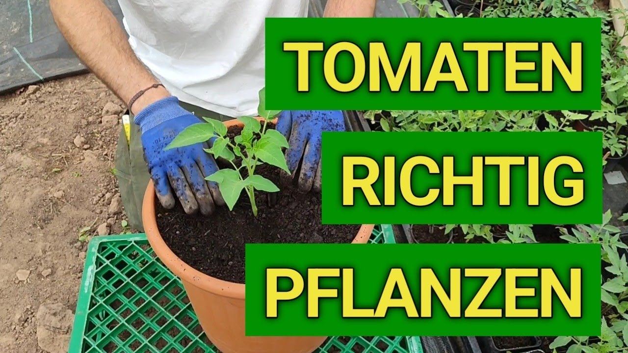Tomaten richtig pflanzen 🍅 - So bekommst du mehr Früchte & starke Pflanzen!