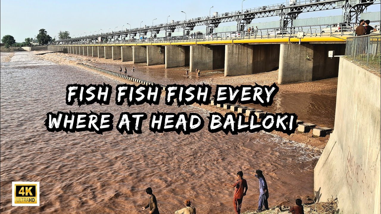 Epic Fishing Scenes at Head Balloki | People Catching Fish with Jaal (Nets), Rods & Bare Hands