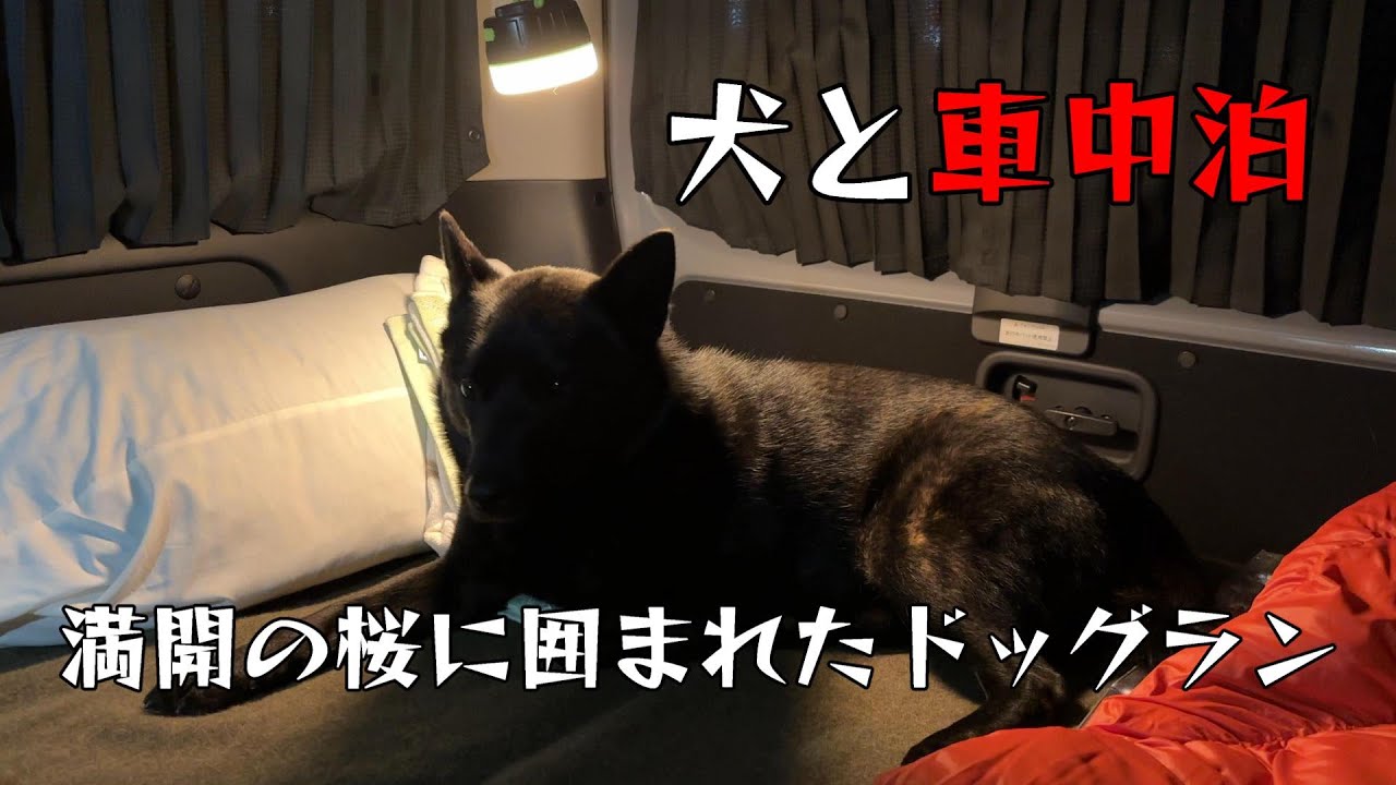 【甲斐犬】犬と車中泊の旅/桜咲くドッグラン【富士川クラフトパーク】