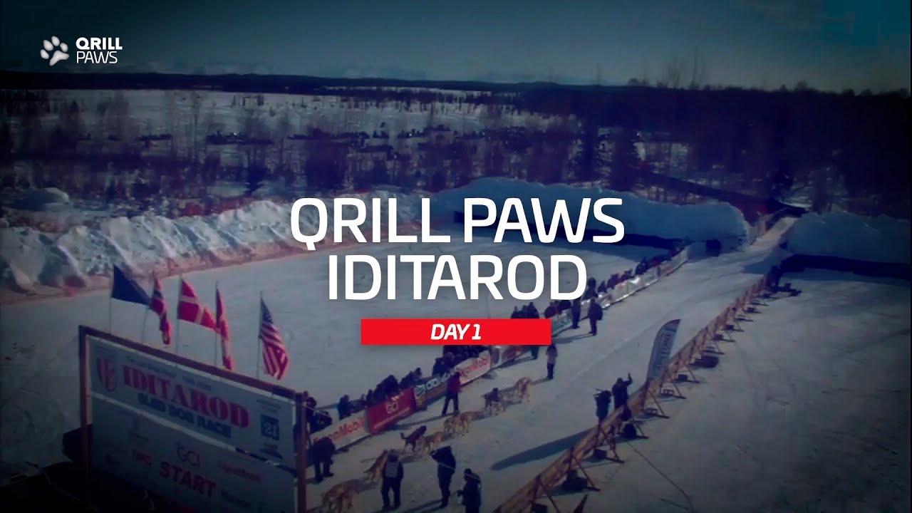 Iditarod Race Recap | QRILLPAWS 2021