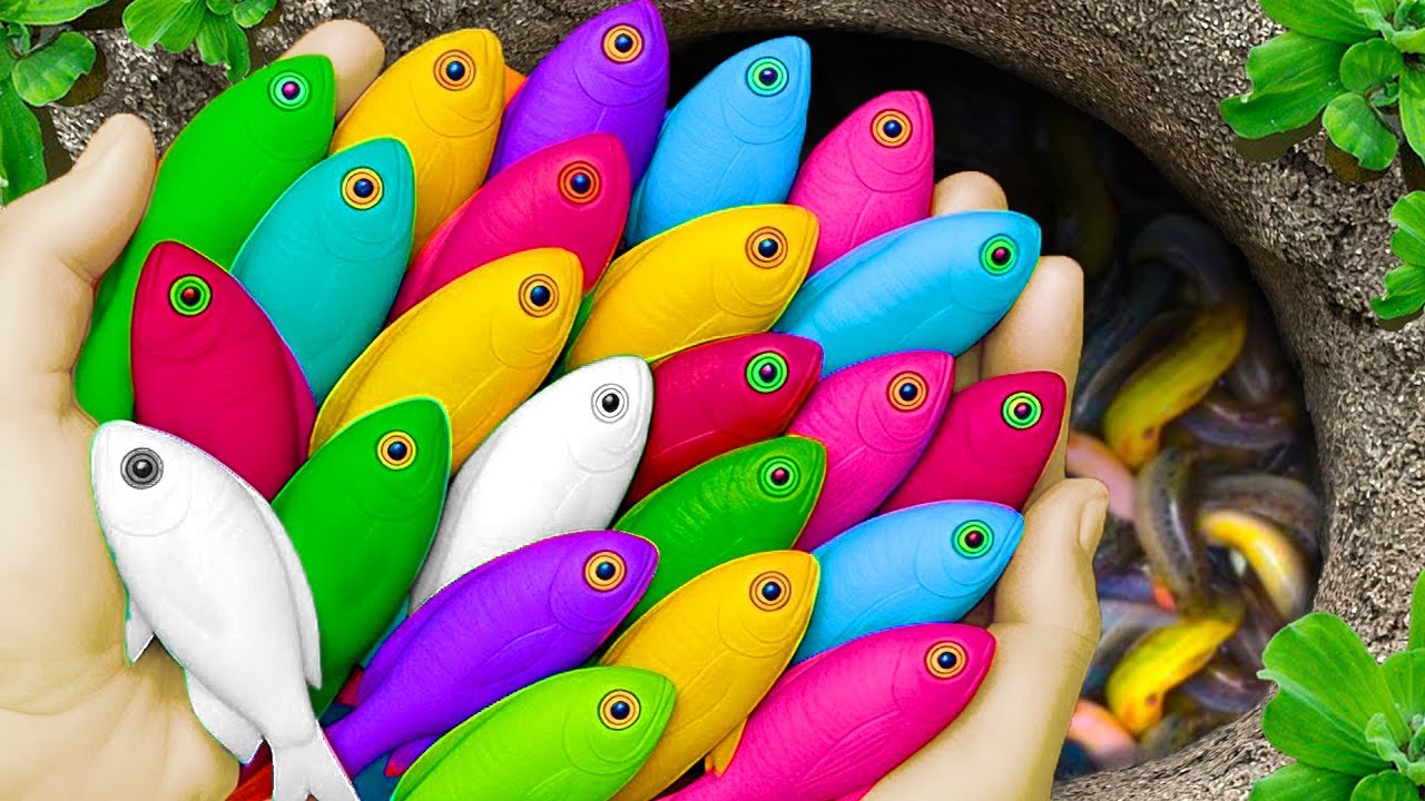 Catch beautiful aquarium fish in small pond baby turtles, eel, red guppy, koi, pacman frog, tadpole,