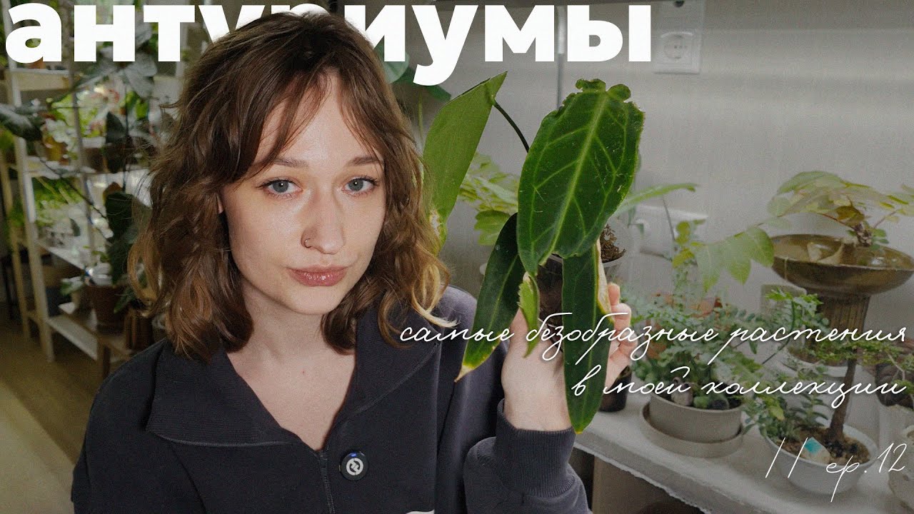 АНТУРИУМЫ не для СЛАБОНЕРВНЫХ: дырки, пятна и изъяны // ep. 12