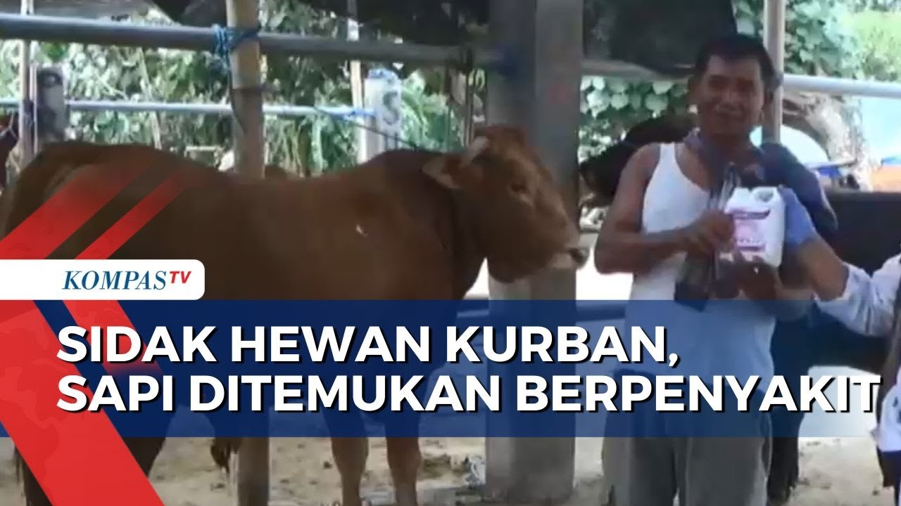 Menjelang Hari Raya Idul Adha, DKPP Kota Blitar Temukan Sejumlah Sapi Berpenyakit